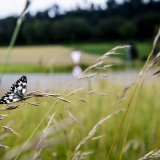 Lausanne a présenté mardi son plan d'actions pour préserver la biodiversité (photo d'illustration). KEYSTONE/JEAN-CHRISTOPHE BOTT